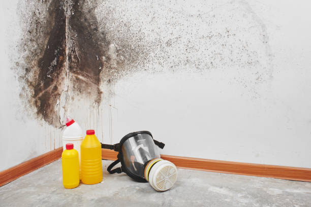 Best Mold Testing  in Anchorage, AK