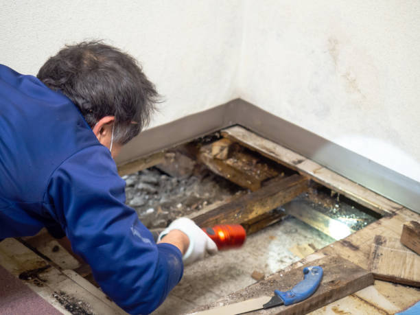 Mold Testing and Removal in Anchorage, AK
