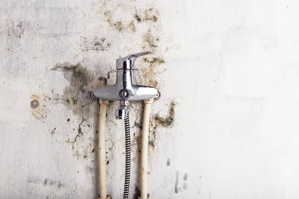 Best Mold Cleaning Services  in Anchorage, AK