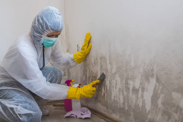 Best Attic Mold Removal  in Anchorage, AK
