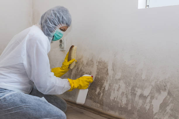 Best Mold Removal Company Near Me  in Anchorage, AK