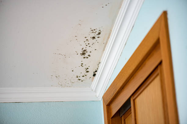 Attic Mold Removal in Anchorage, AK
