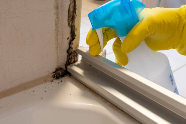 Best Certified Mold Removal  in Anchorage, AK