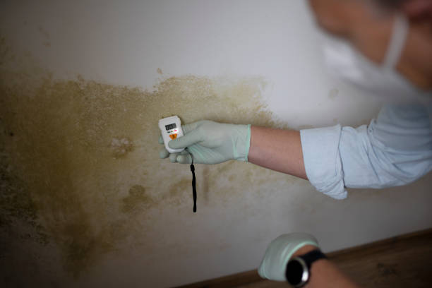 Best Mold Removal Company Near Me  in Anchorage, AK