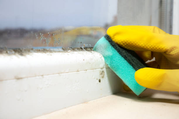 Best Local Mold Removal Service  in Anchorage, AK