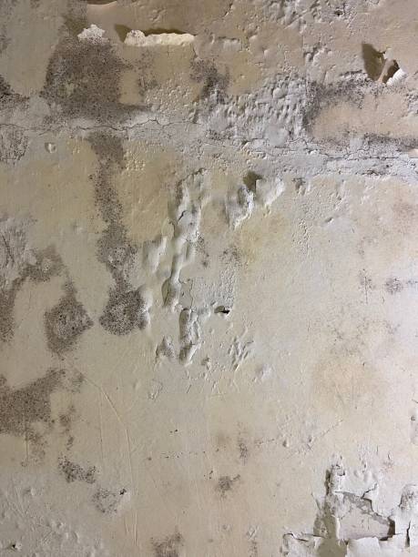 Best Mold Removal Near Me  in Anchorage, AK