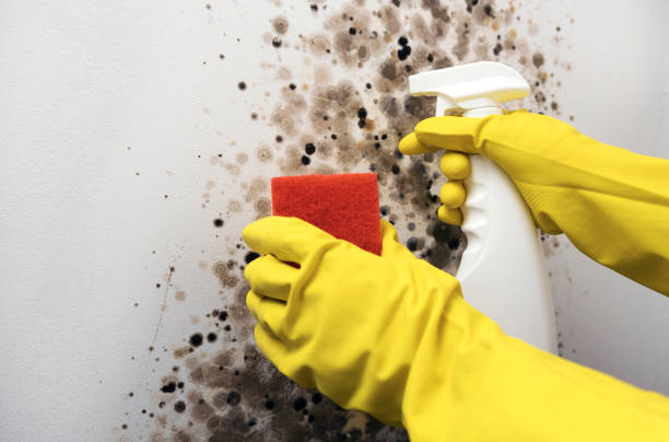 Best Residential Mold Removal  in Anchorage, AK