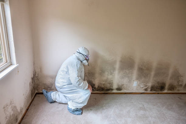 Best Home Mold Removal  in Anchorage, AK