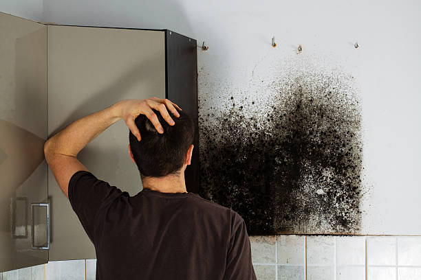 Anchorage, AK Mold Removal Company