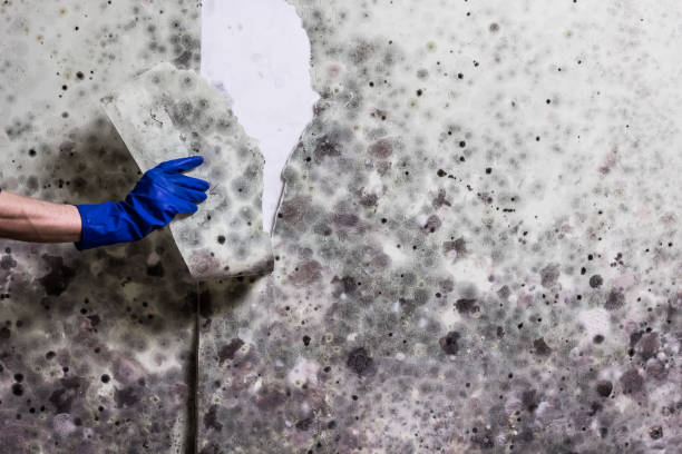 Best Mold Testing and Removal  in Anchorage, AK