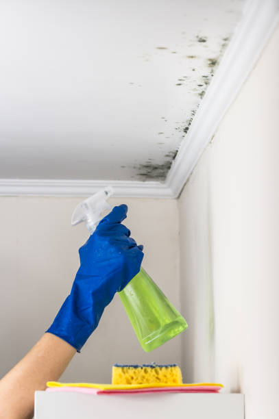 Best Mold Cleaning Services  in Anchorage, AK