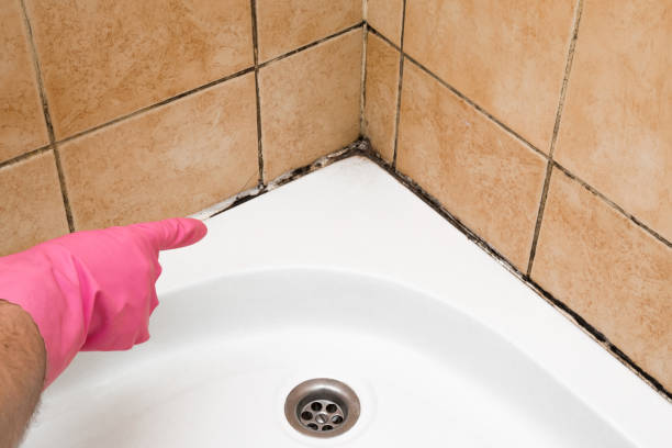 Crawl Space Mold Removal in Anchorage, AK