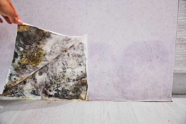 Best Emergency Mold Removal  in Anchorage, AK